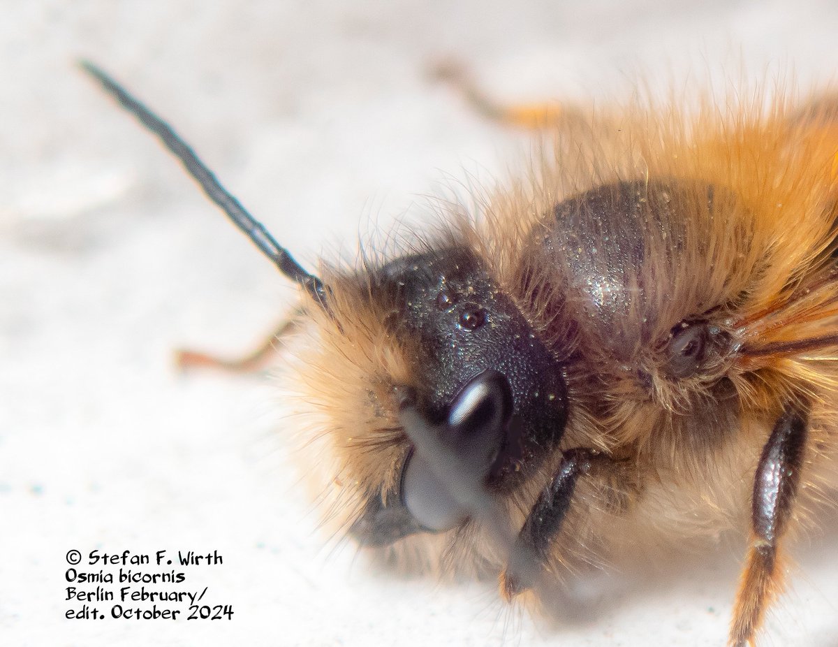 wirthstef's tweet photo. About the #redmason #bee #Osmia #bicornis, general information about its #biology, about the most suitable ecological #environment for #breeding and about a study on the #femalechoice for male #mating partners from the nearby area.
Osmia bicornis is a #species of wild bee that is found throughout Central Europe and rather regularly. The solitary females produce #onegeneration of offspring per year. In the spring, around April, the mating of individuals that have spent the #winter as newly hatched imago in their own #pupa cocoon takes place. The males then only live for less than a month. The females, on the other hand, need enough energy to create their #broodcells by their owns. They appear as eager #pollinators of various plants. There is no strict specificity for certain plant taxa as in some other hymenopterans.
The brood cells are created in existing cavities. The female usually arranges her several brood cells in a row, with the #cellwalls between the individual chambers made of a kind of cement consisting of substrate mixed with saliva. Occasionally, wider cavities are chosen, and it can then happen that the individual brood cells are placed next to each other in a more disordered manner.
The mason bee creates a #foodslurry for its #larvae that consists of #nectar and #pollen. To do this, she vomits the nectar and mixes it with the pollen she also brought with her. The bee finally lays her egg on the finished mixture. Creating her chambers is time-consuming for the individual animal, as she can only lay one brood cell each day. As with honey bees, #fertilizedeggs give rise to females and unfertilized to males. The newly grown bees complete their metamorphosis by autumn and #hibernate in the pupal cocoon until spring.
Next year, the new #lifecycle begins with the mating behavior of the adults from the previous year. The authors T. Conrad et al. (2010) looked at the selection of suitable mating partners by females and found that, in addition to tactile stimuli, females also used #chemicalsecretions from males to accept or #reject mating attempts by a male. Males with a closer relationship status were apparently preferred. The authors suspect that this happens to avoid #outbreedingdepression.
The authors M. Fliszkiewicz et al. (2015) dealt with bee reproduction in #differenthabitats: "orchard, mixed forest, #haymeadow and arboretum of the Dendrology Institute of the Polish Academy of Sciences at Kórnik." Based on various parameters, they found that breeding was most successful in the hay meadows. They conclude that suitable habitats influence the #reproductivesuccess of the bees.
The individual shown in my photo series is a female that flew to my windowsill on February 22nd, 2024 at 4:59 p.m., distinctly earlier than listed in the general literature. The area of my window benefits from early warmth due to its location facing the backyard with a white wall as a boundary. It could have overwintered nearby. However, I of course also wonder to what extent #globalwarming may be pushing the start of #flighttimes of this species towards earlier months of the year.
© #StefanFWirth #Berlin 2024
Sources:
T. Conrad et al. (2010):
https://t.co/8LiScZYLz0
M. Fliszkiewicz et al. (2015):
https://t.co/TK4aymRwp5
Photos: female of #Osmiabicornis on February 22nd 2024 having landed on my windowsill in Berlin. © S. F. Wirth