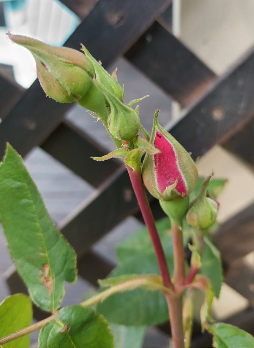 GabyLynch9's tweet photo. Excuse me, you're supposed to be Gertrude Jekyll! #NotPink 🤔 https://t.co/ZoPoHScHgQ