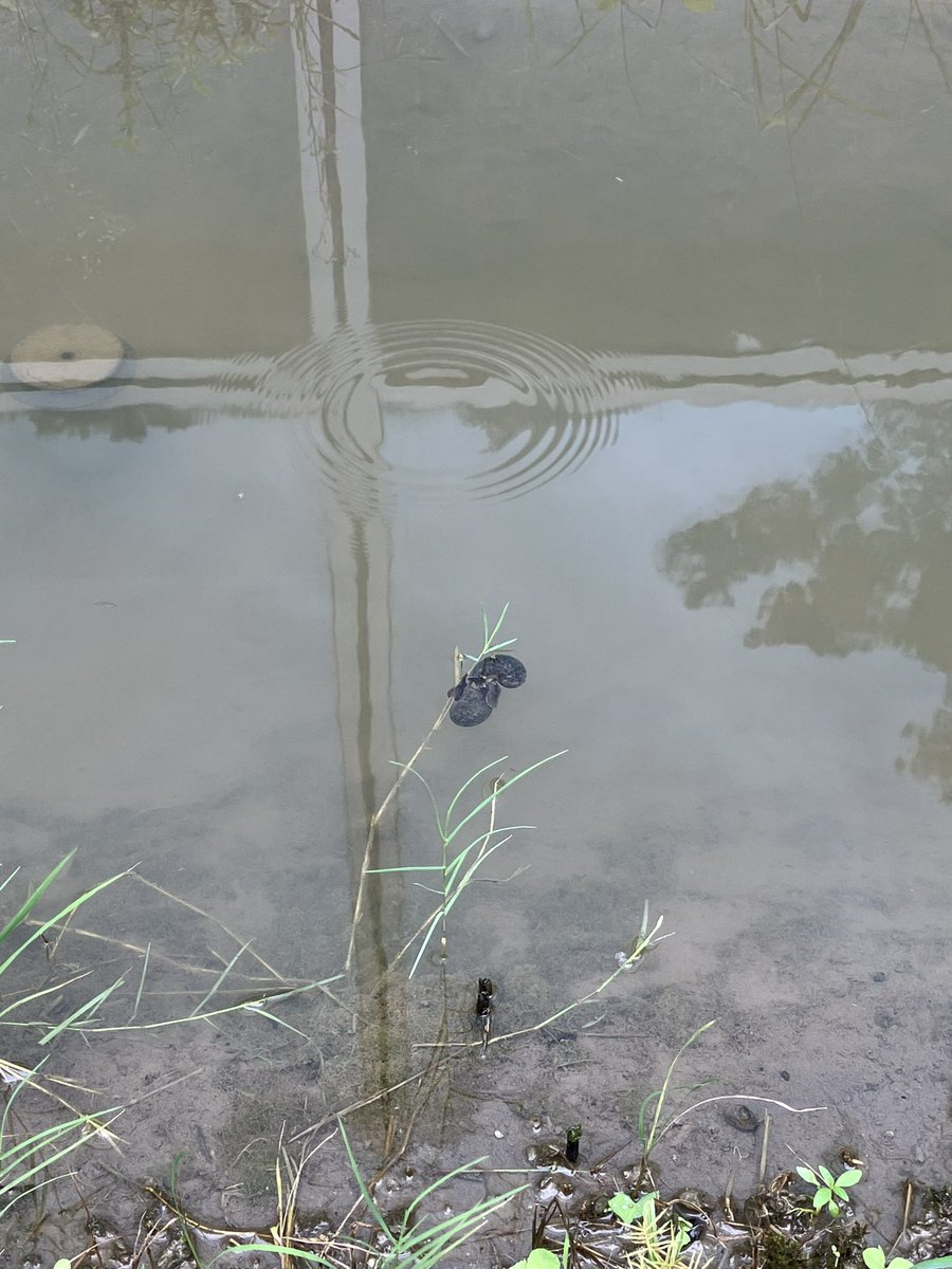 donicdevil's tweet image. kinda envy