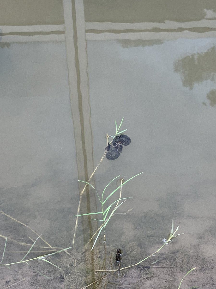 donicdevil's tweet image. kinda envy