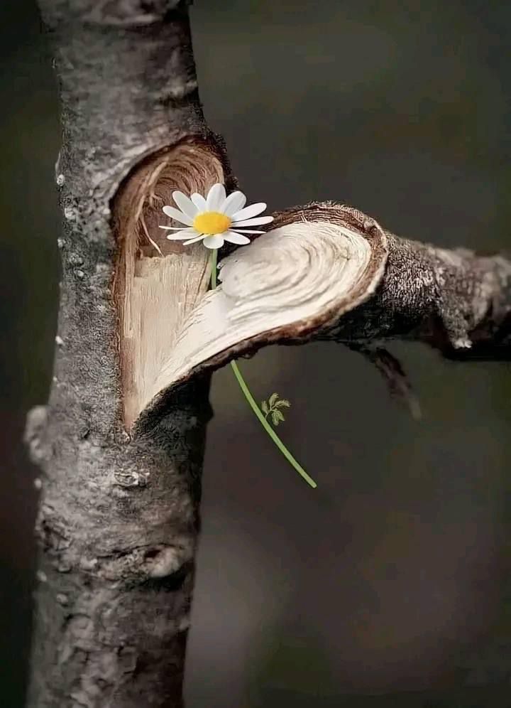 "في العَالَمِ من القَسْوَةِ ما يكفي
فلْتَكُنْ أنتَ صاحب الليِّنِ!"