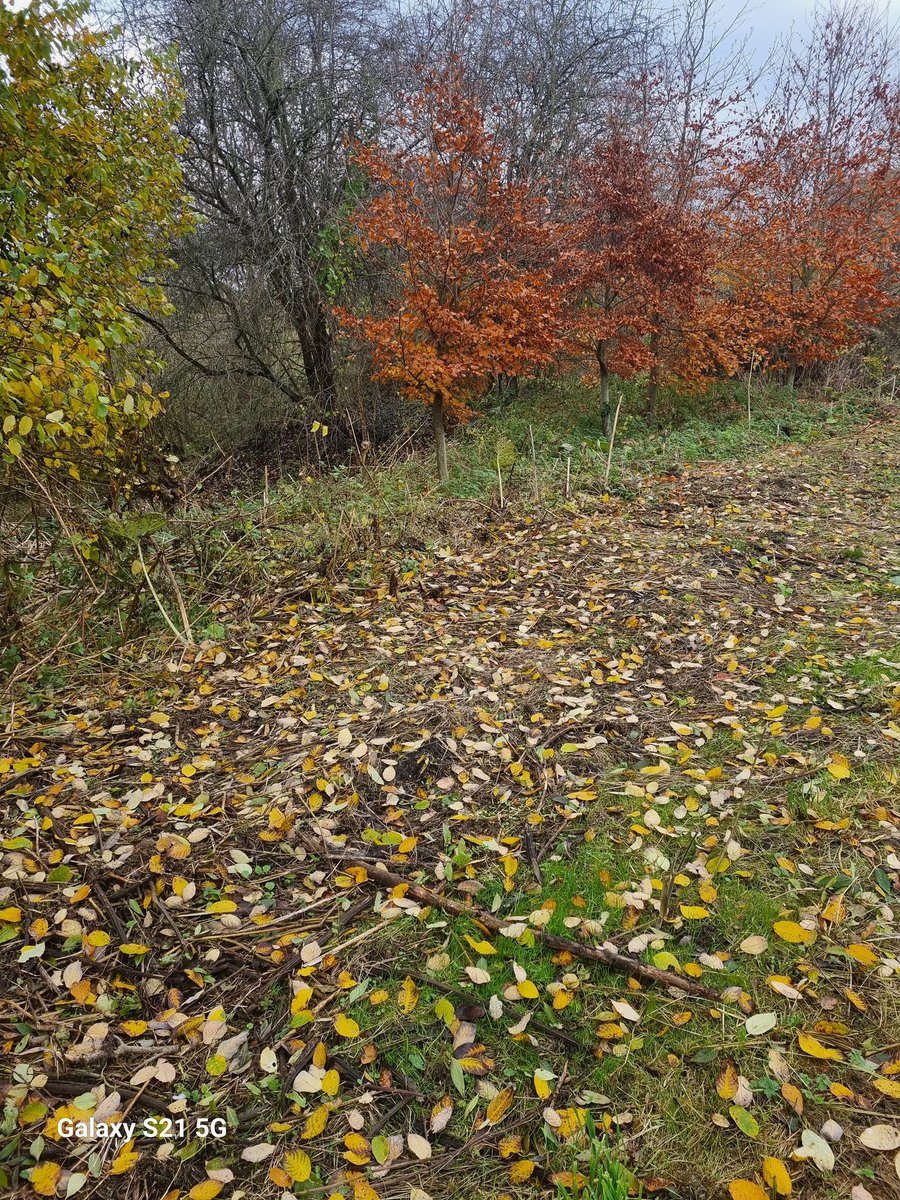 Christopher Z. Dlamini (PhD) tweet media