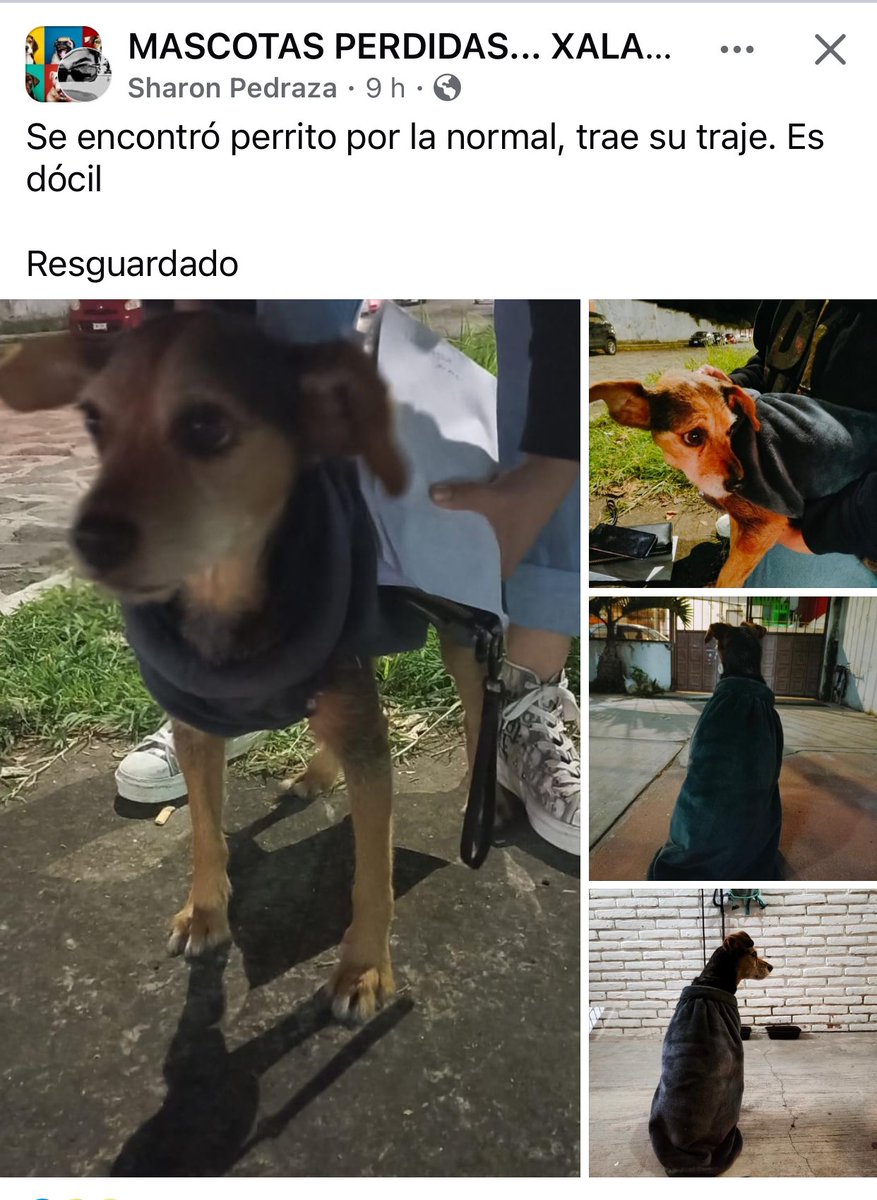 SOS🐶 #Xalapa 
<a href="/VialidadXalapa/">Vialidad Xalapa 🚦 VX 🌎</a> <a href="/mayteponm/">Mayte P.</a> <a href="/mageba04/">Gina alarcon</a> <a href="/RoxanaAAT/">Feto de PicaFresa🍓</a> <a href="/marydebeck/">Maryde</a> <a href="/PopColorsXal/">PopCX</a> <a href="/Corintiacruz/">Corintia Cruz Oregón</a> <a href="/CECILLIA36/">CECILIA MENDEZ</a> <a href="/camellinlove/">Porque soy xalapeño</a> <a href="/fherciencias/">Soy Fher!</a> <a href="/pilykuera/">Pily Peregrina</a> <a href="/anicienta_6/">Ana Pelaez</a> <a href="/penelopemoncayo/">Penélope Moncayo.</a> <a href="/Mtra_Shaira/">Shaira</a> <a href="/AbelMucino/">Abel Muciño</a> <a href="/tierraverde1943/">ℓια ₊˚.༄ *ﾟ🌱</a> <a href="/PacoDizfinck/">𝗣𝗮𝗰𝗼 𝗗𝗶𝘇𝗳𝗶𝗻𝗰𝗸</a> <a href="/Ydlan/">Naldy Patricia</a> <a href="/sara_juarez/">saraliz</a> <a href="/Mtra_Shaira/">Shaira</a> RT!