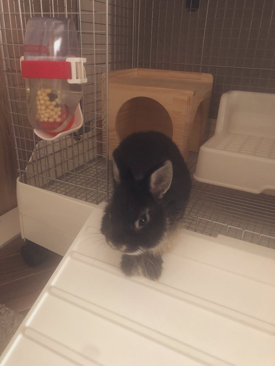 Serenado8's tweet photo. 昨日家に帰ったら知らない間に飼われてたウサギ
名前は、むぅ  って名前 https://t.co/Lr7CLzok7t