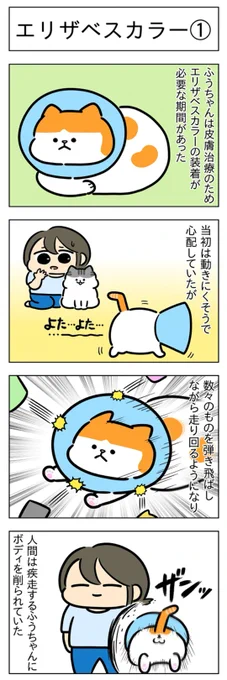 エリザベスカラー①②│フェリシモ猫部 https://t.co/TW3sL21Xzw 