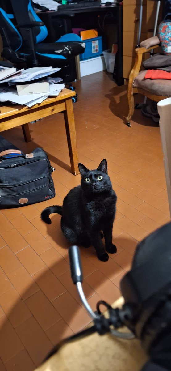 _BlueLux's tweet photo. #OctOberon but it's my cat Oberon instead
Day 21 https://t.co/X0hDNEvO2w