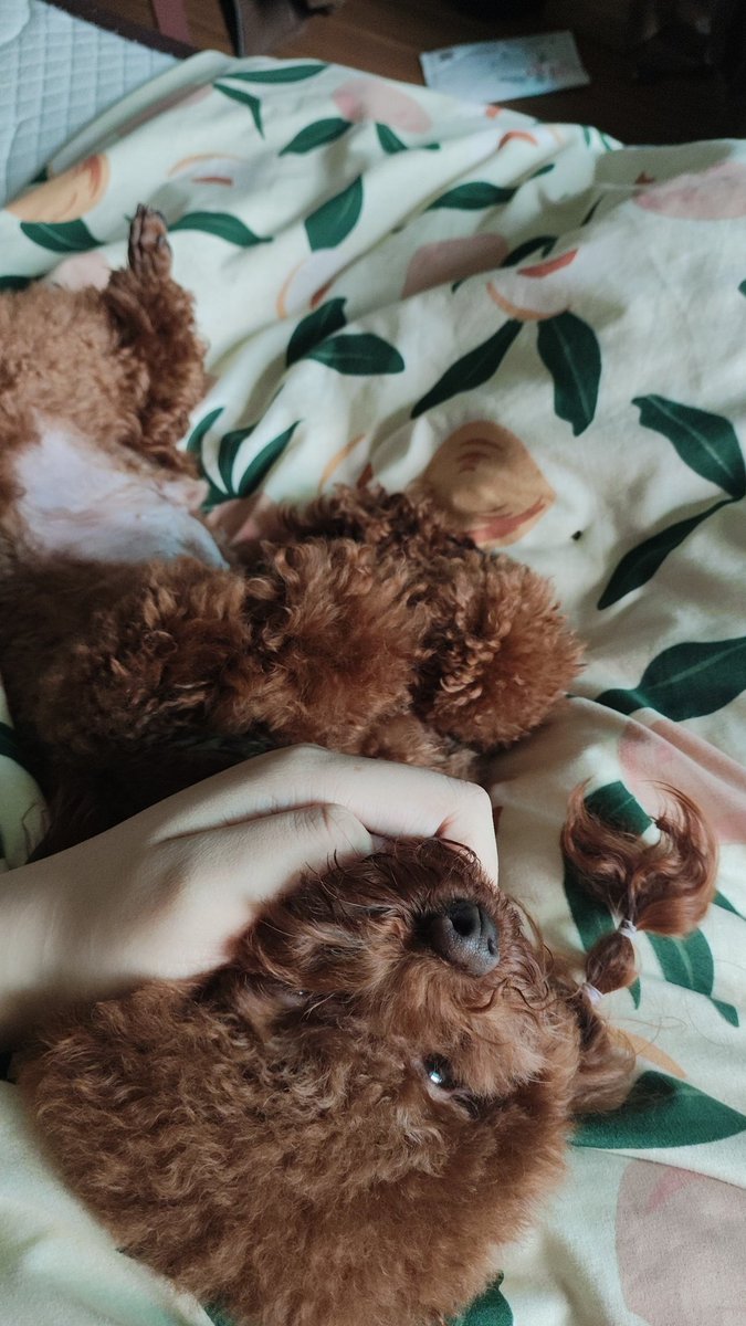 狗狗怎么剪了毛之后会凶我😭