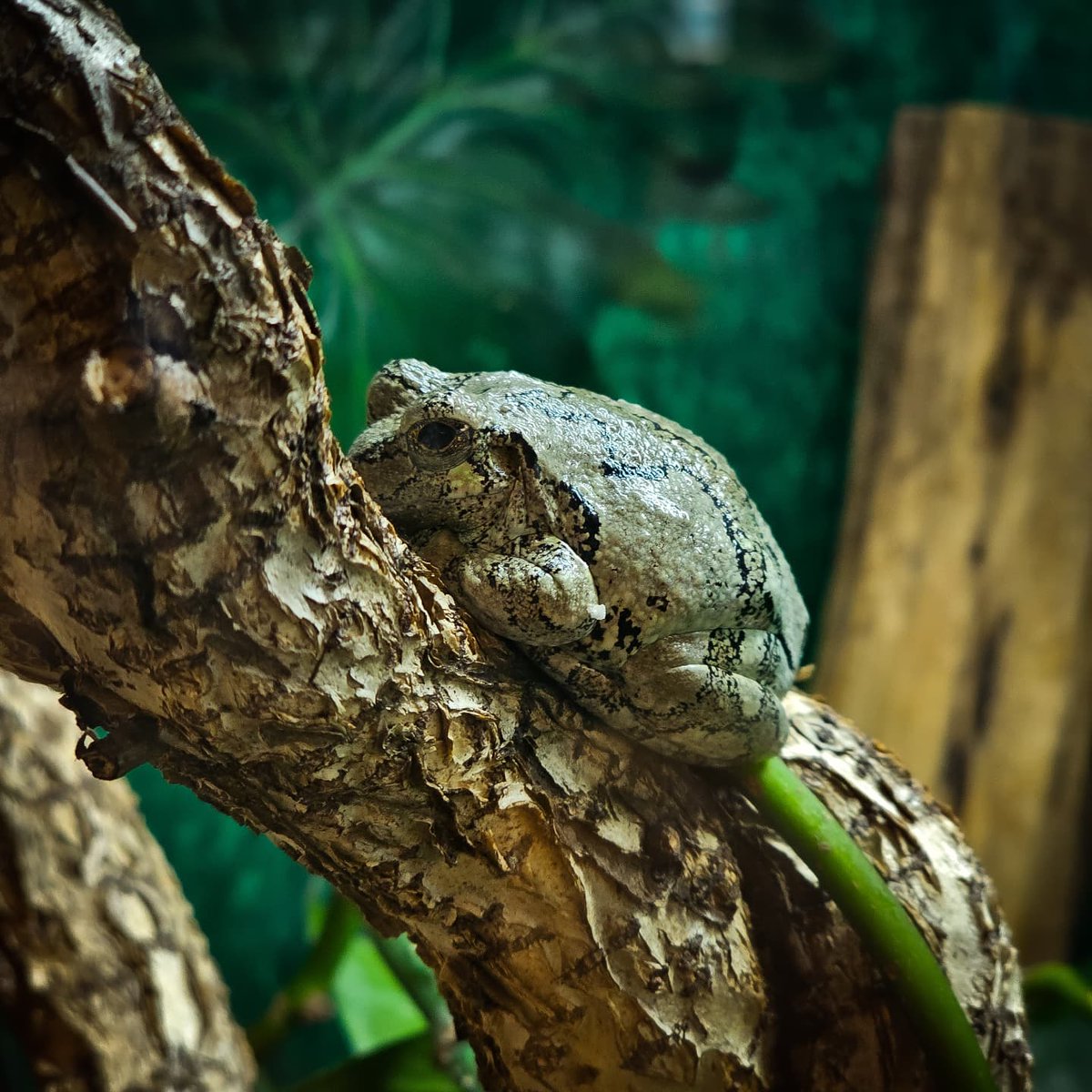 eduardtelychkan's tweet photo. Frog. https://t.co/5XXgdpW2sF