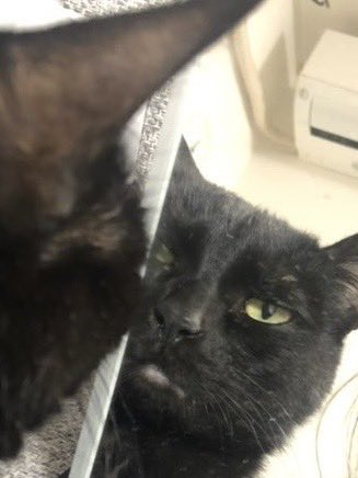 light77oo77's tweet photo. 先代のライトは鏡越しに良くこっち見てた

 #黒猫
 #先代猫
 #猫のいる暮らし https://t.co/ja8KiSzNjB
