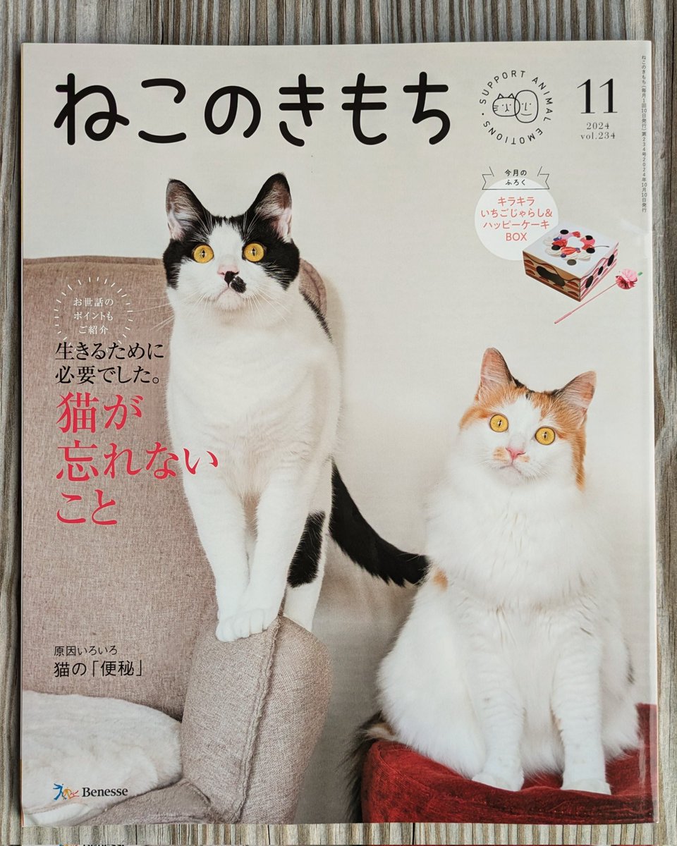 ねこのきもち11月号表紙＆裏表紙の撮影を担当しました😺📸東京はひんやりの朝🍂猫たちの体調管理に一層気を使う季節になりました
#ねこのきもち #猫写真 #covercats
