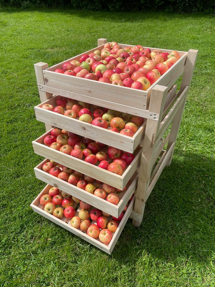 Northern_LilyGM's tweet photo. Happy Apple Day! honouring orchards and their incredible diversity 🌳🍎

The first Apple Day was in 1990, initiated by Common Ground to emphasise the importance of orchards in biodiversity, food security, and cultural heritage.

#AppleDay #Orchard #Biodiversity #AppleFun 🍏🍎🎉 https://t.co/UP57IvGaS3