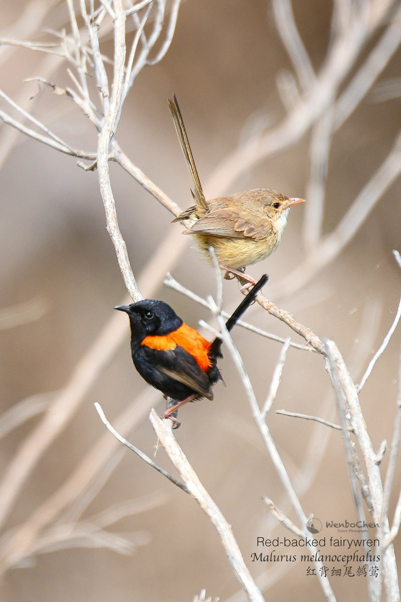 Wenbo77's tweet photo. These beautiful babies now live in my garden :-)
Red-backed fairywren (Malurus melanocephalus)
#birdofaustralia #红背细尾鹩莺 #faunaofaustrlia #redbackedfairywren #澳洲鸟类 #Malurus https://t.co/78YTIBkSph