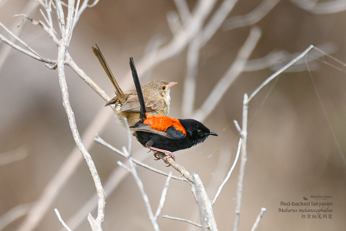 Wenbo77's tweet photo. These beautiful babies now live in my garden :-)
Red-backed fairywren (Malurus melanocephalus)
#birdofaustralia #红背细尾鹩莺 #faunaofaustrlia #redbackedfairywren #澳洲鸟类 #Malurus https://t.co/78YTIBkSph