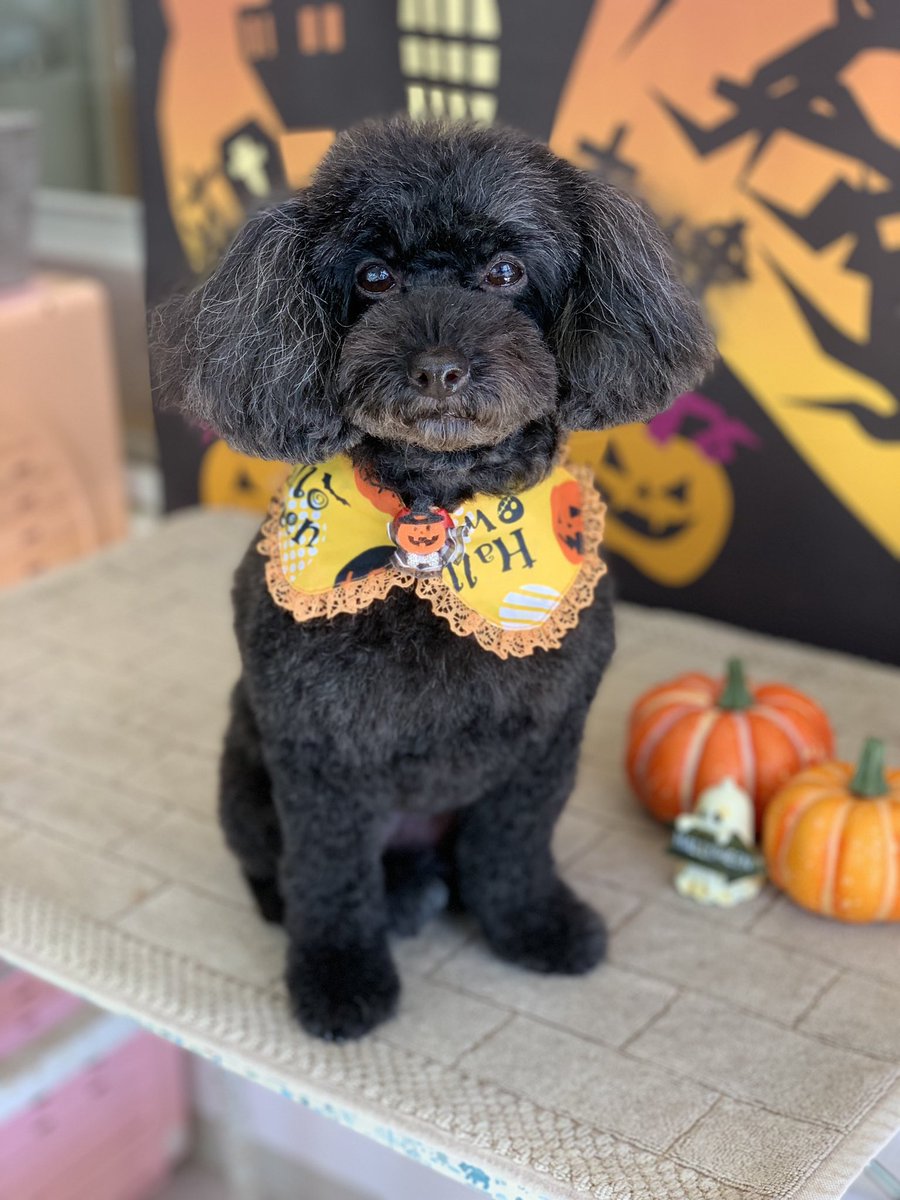 petsalonbarm's tweet photo. ねねちゃん♡ https://t.co/dVxxZ3LBuX