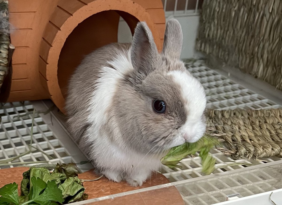 20041015's tweet image. おはよーございます🐰🌱

#らんちゃん 
#はっぱ