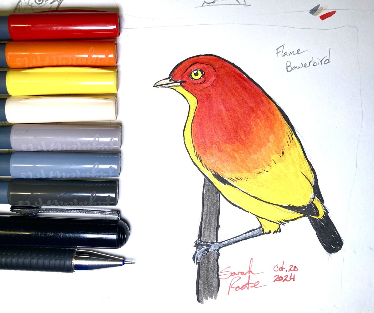 SunCatRune's tweet photo. InkTober #20 - Flame Bowerbird

This colorful bird builds a structure out of sticks and twigs on the forest floor and uses it as a frame through which the female views his display. You too can watch this fabulous bird dance on Youtube.

#inktober2024 #inktober #drawtober https://t.co/I0Z2oMSPQl