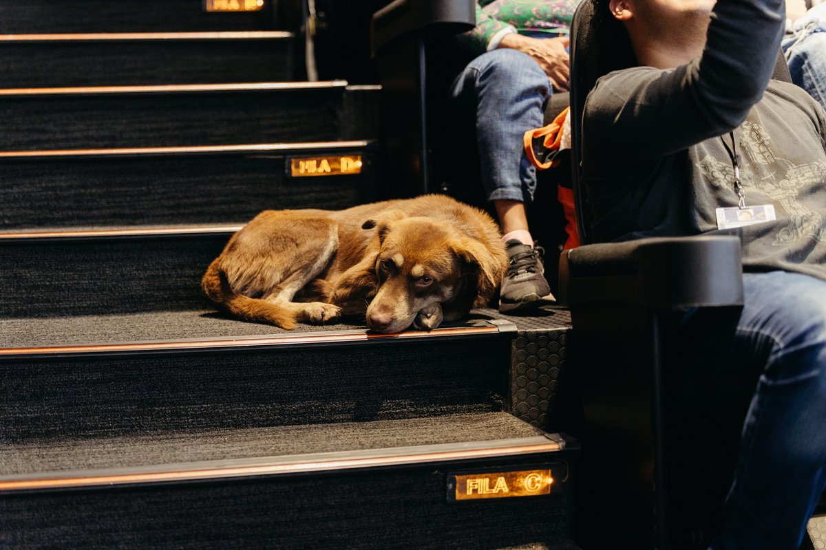 FICM's tweet photo. Cuando decimos que en el #FICM2024 todos tienen su lugar, lo decimos de corazón 🥰. "Cácaro", nuestro fan número uno 🐾, ha estado en todas las alfombras rojas y, para que disfrute sus películas, siempre le tuvimos croquetitas y agüita 💖. Nos alegra compartir que ahora tiene un hogar lleno de amor 🏡. ¡En breve les compartimos más detalles! 🐶🎬✨