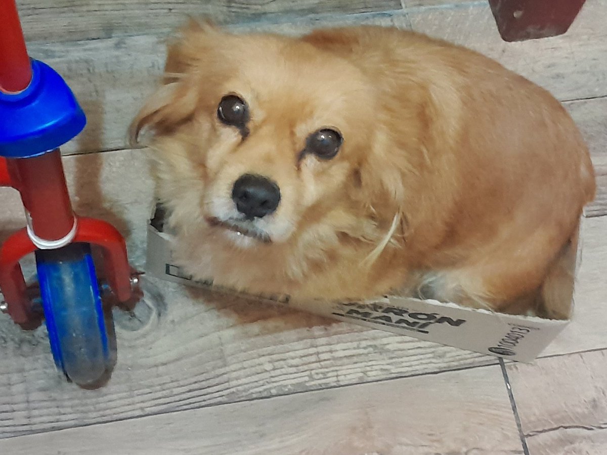 HuesudoNovarum's tweet photo. Yo creo en la superioridad de los perritos sin raza https://t.co/ITZoAncIqA