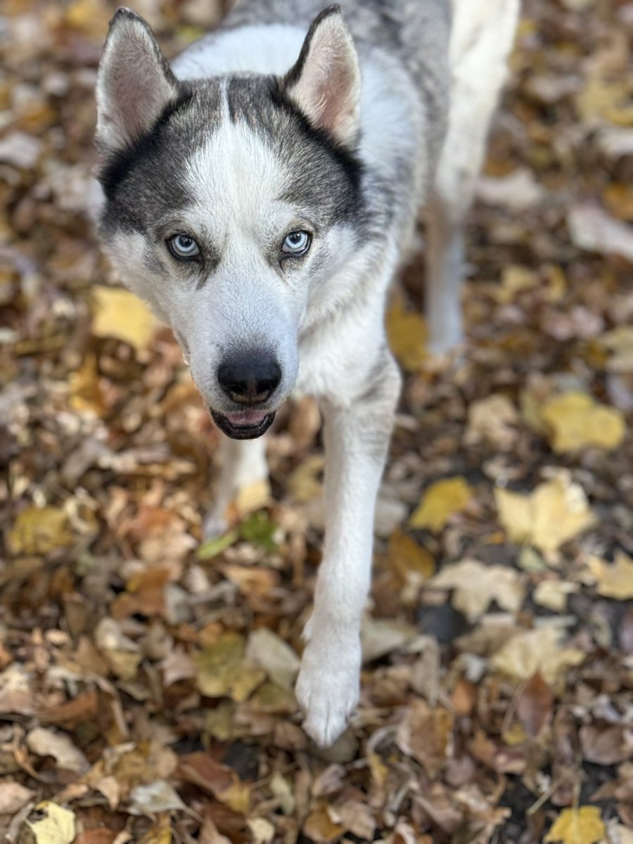 NaginiLife's tweet photo. Fall fun leaves and a friend https://t.co/9MnET4EHzi