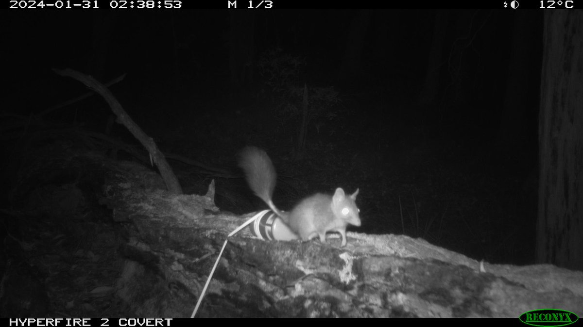 Victorian National Parks Association tweet media