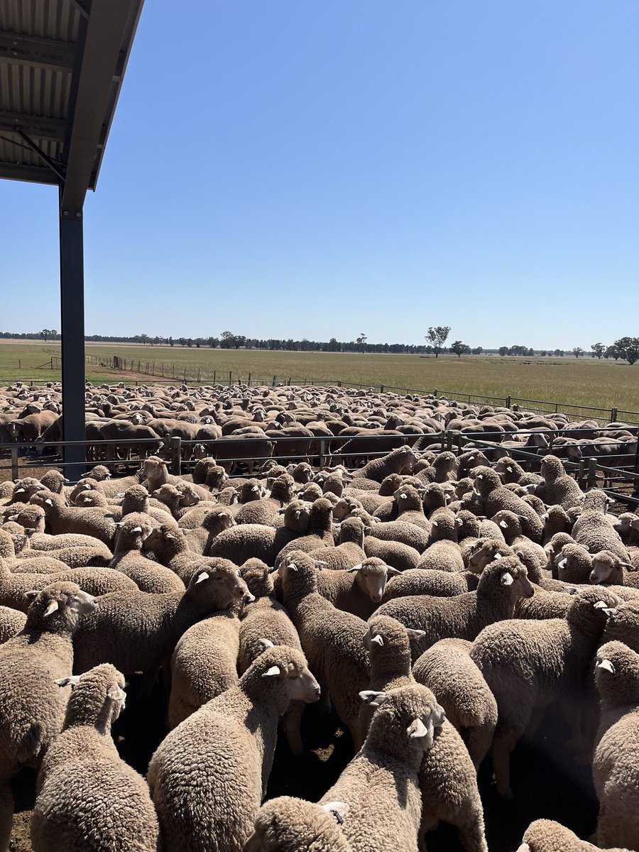 Why wouldn’t you join merino ewe lambs if you have the right genetic base. Fantastic lambs in foreground and mums in background already in a CS  that after a 6 week break they are ready to go again$$$