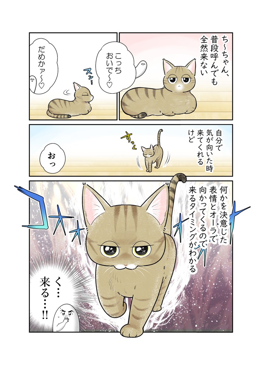 気まぐれ猫に心奪われがちな日々 