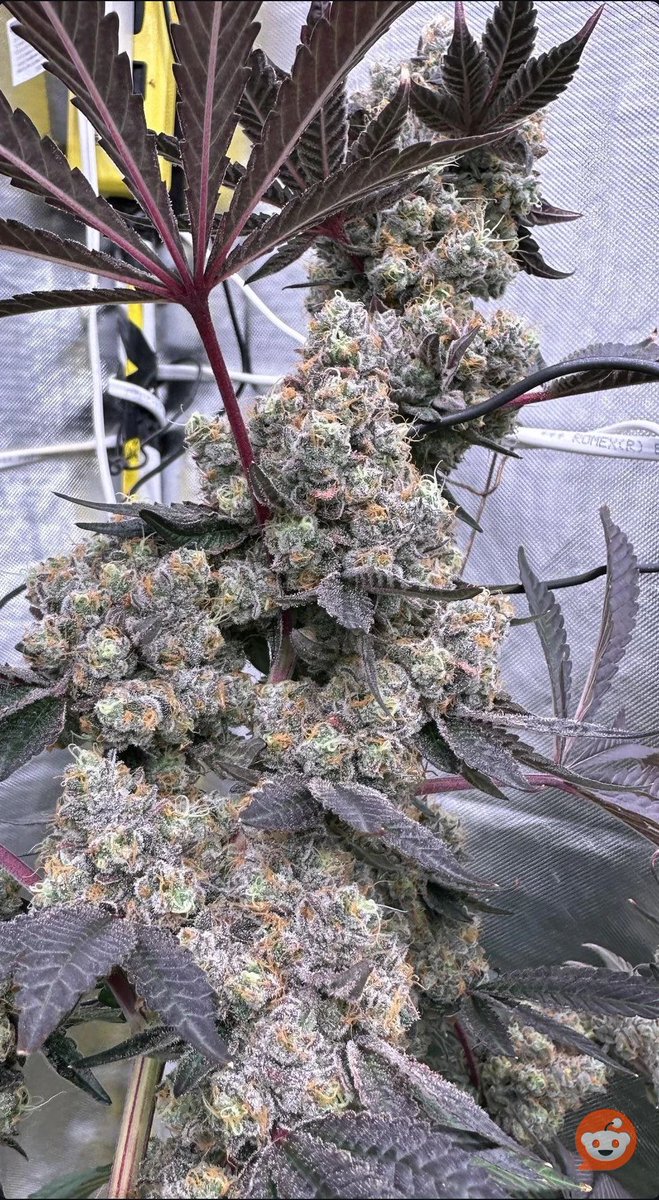Oregon_bud's tweet image. 🪓soon
What y’all think? 🤔