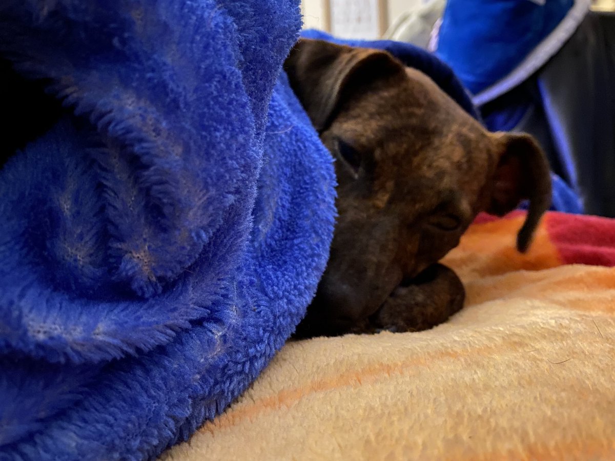 Icess B. Writing tweet media