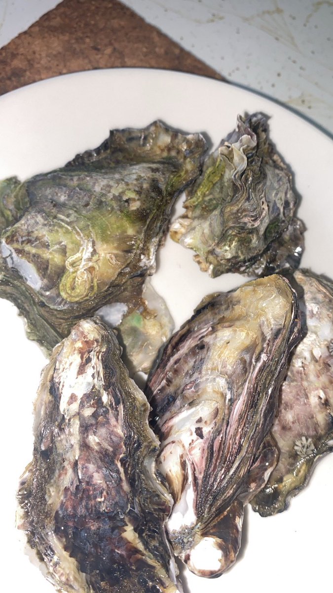 krisarchival's tweet photo. Fruit of my labor 🦪 😍 https://t.co/HlD7GbmG87
