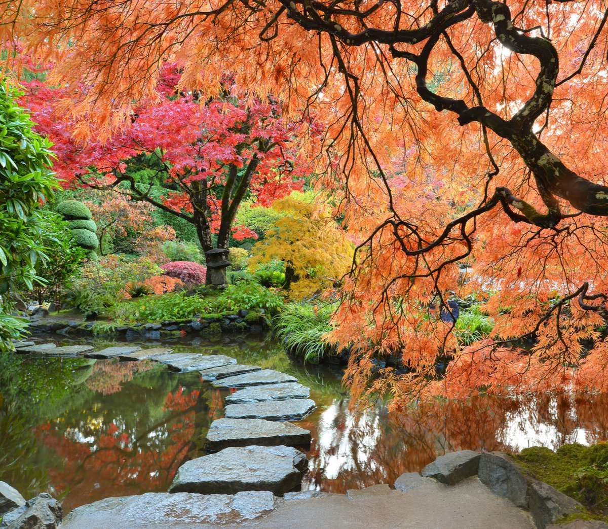 Gardens_BC's tweet photo. Fall is a beautiful time to visit The Butchart Gardens. Cooler temperatures are transforming the maples in the Japanese Garden into vibrant shades of orange, red and gold. Autumn Displays are on now until October 31st 🍂

@ButchartGardens #exploreVictoria #exploreBC #GardensBC https://t.co/9WIyA3ZGOO