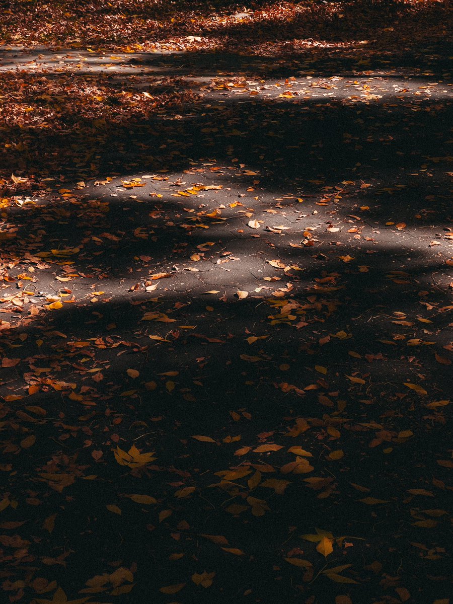 ItsBryanLP's tweet image. Fall 🍂