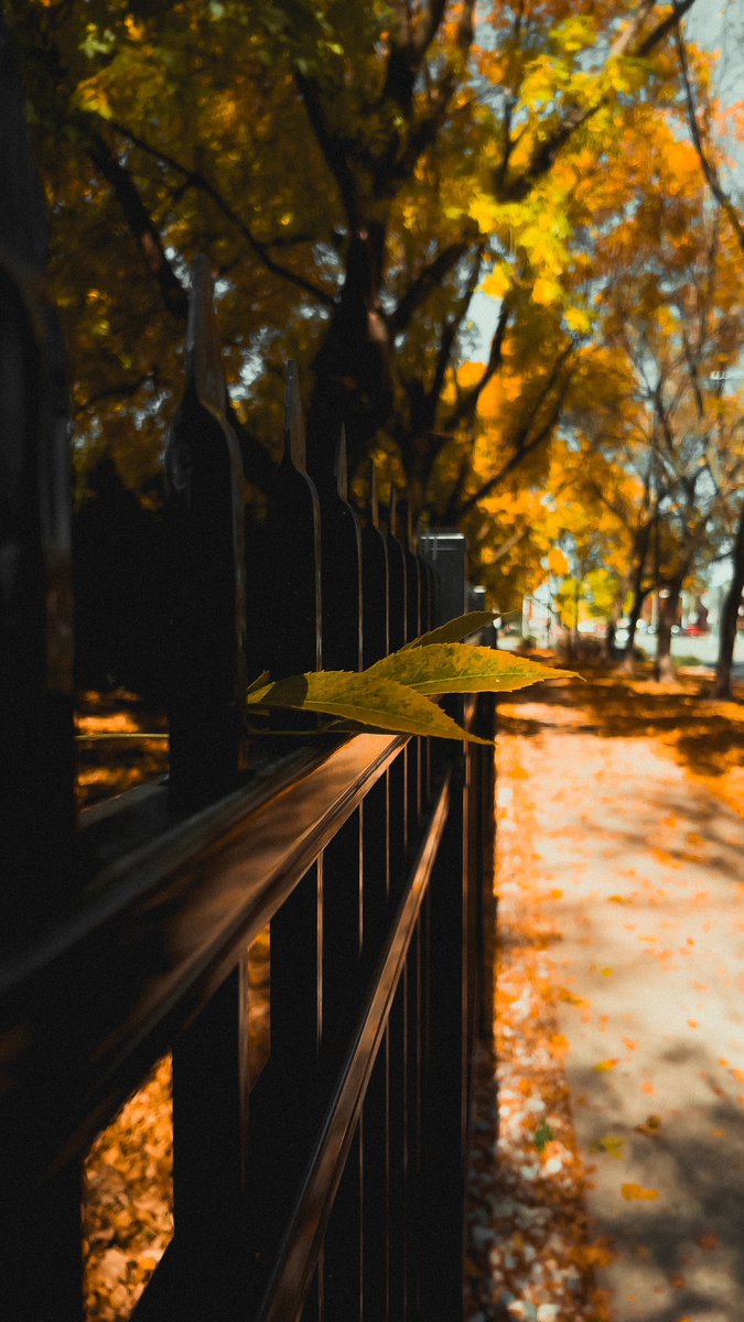 ItsBryanLP's tweet image. Fall 🍂