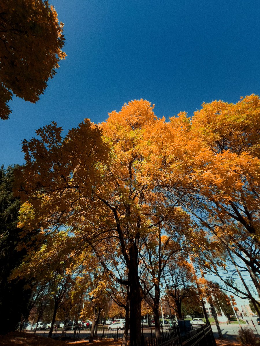 ItsBryanLP's tweet image. Fall 🍂