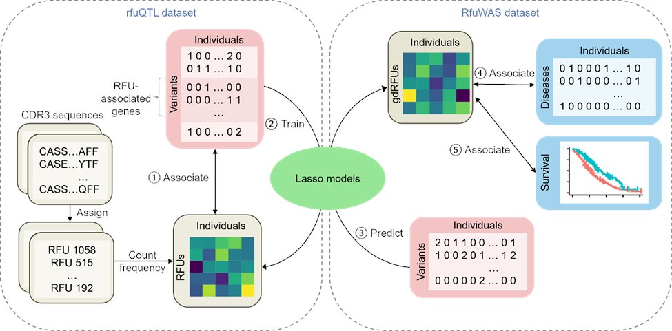 YuhaoTan12's tweet image. Excited to share our recent publication in Communications Biology! We explored how genetic variation shapes T cell receptor (TCR) diversity and its impact on diseases such as autoimmune disorders and cancer. nature.com/articles/s4200… (1/11)