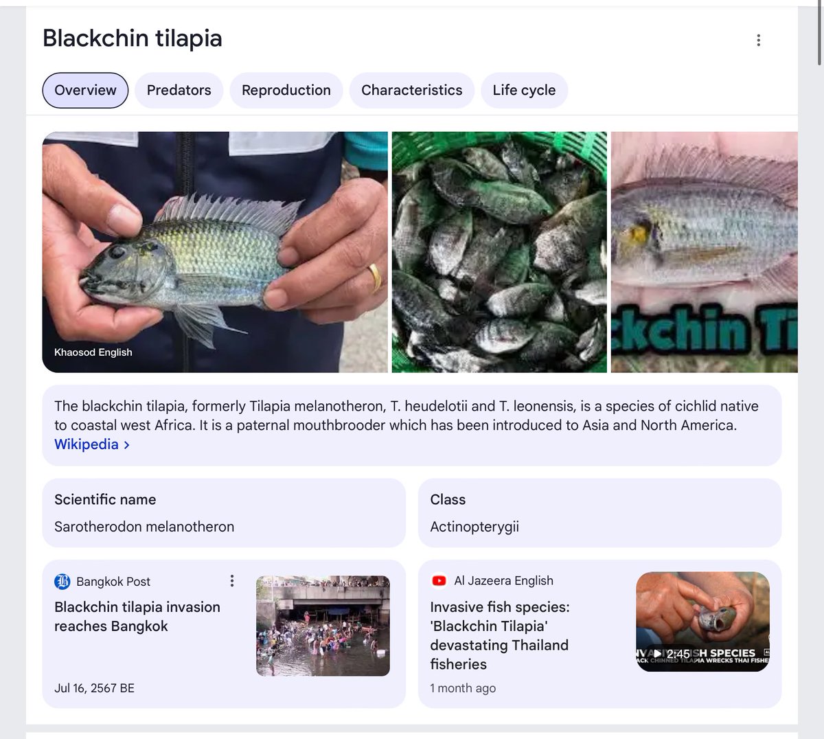 wombat2563's tweet photo. Tilapia = ปลานิล🙄
(คางดำ)Tilapia ควรเรียกอะไรคับ? 

ในเอกสารขออนุญาต ถึงกับบอกว่า ถ้าเลี้ยงแล้ว‘ไม่เวิร์ค’ ให้เปลี่ยนชื่อเป็น “ปลาหมอคางดำ”🥹

ชัดมากนะว่า ปลานิลคางดำเป็นโปรเจคท์นำเข้าเอเลี่ยนสปีชีส์เพื่อความนิยมทางการเมือง

วิกฤติ #ปลาหมอคางดำ คือ 1ในสิ่งที่เราจ่ายเพื่อสถาบัน https://t.co/XkEkK7JcUX