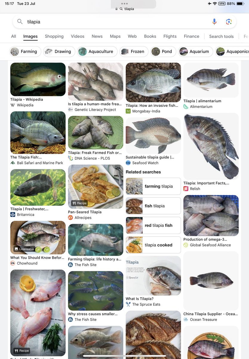 wombat2563's tweet photo. Tilapia = ปลานิล🙄
(คางดำ)Tilapia ควรเรียกอะไรคับ? 

ในเอกสารขออนุญาต ถึงกับบอกว่า ถ้าเลี้ยงแล้ว‘ไม่เวิร์ค’ ให้เปลี่ยนชื่อเป็น “ปลาหมอคางดำ”🥹

ชัดมากนะว่า ปลานิลคางดำเป็นโปรเจคท์นำเข้าเอเลี่ยนสปีชีส์เพื่อความนิยมทางการเมือง

วิกฤติ #ปลาหมอคางดำ คือ 1ในสิ่งที่เราจ่ายเพื่อสถาบัน https://t.co/XkEkK7JcUX