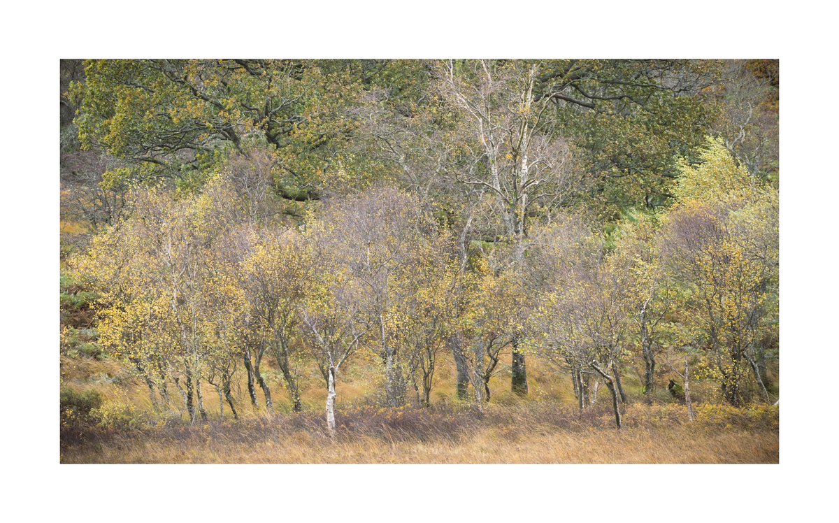 Despite getting battered by #StormAshley yesterday the autumn colours were still holding on.

Hopefully when I go out this morning the trees will still look as colourful