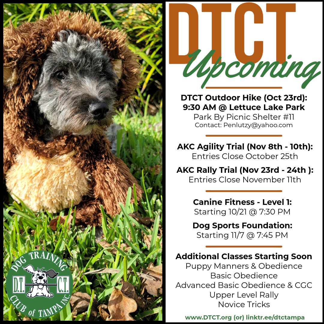 DTCTampa's tweet photo. 🎃 Get ready for spooky fun at the Dog Training Club! Join us for hikes, agility, rally trials, and fitness. Whether prepping for Halloween or the holidays, there’s something for every dog! 🐾 Sign up today! 🐕  #DogSports #CanineFitness #DogLovers #HalloweenDogs #DogsOfTwitter https://t.co/Yy7gdPJQcT