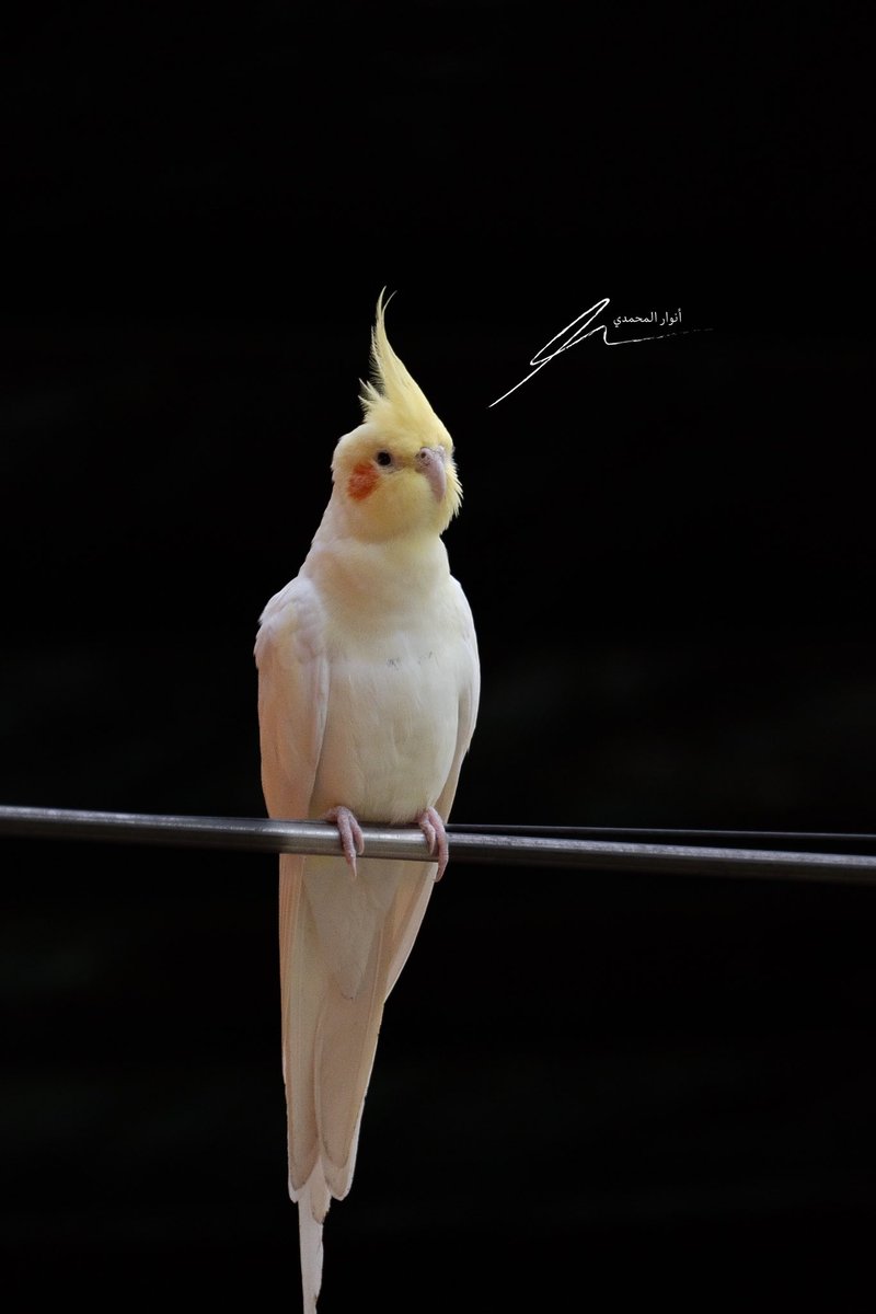 (تصوير الطيور ) في محمية الاوسية بالمدينة المنورة من ضمن مبادرات منصة هاوي

<a href="/photographis_ar/">فنون فوتوغرافية</a> 
<a href="/alosia_SAM/">محمية الأوسية</a> 

تقديم الاستاذ : <a href="/Baltarjami/">بندر،الترجمي 📷</a>