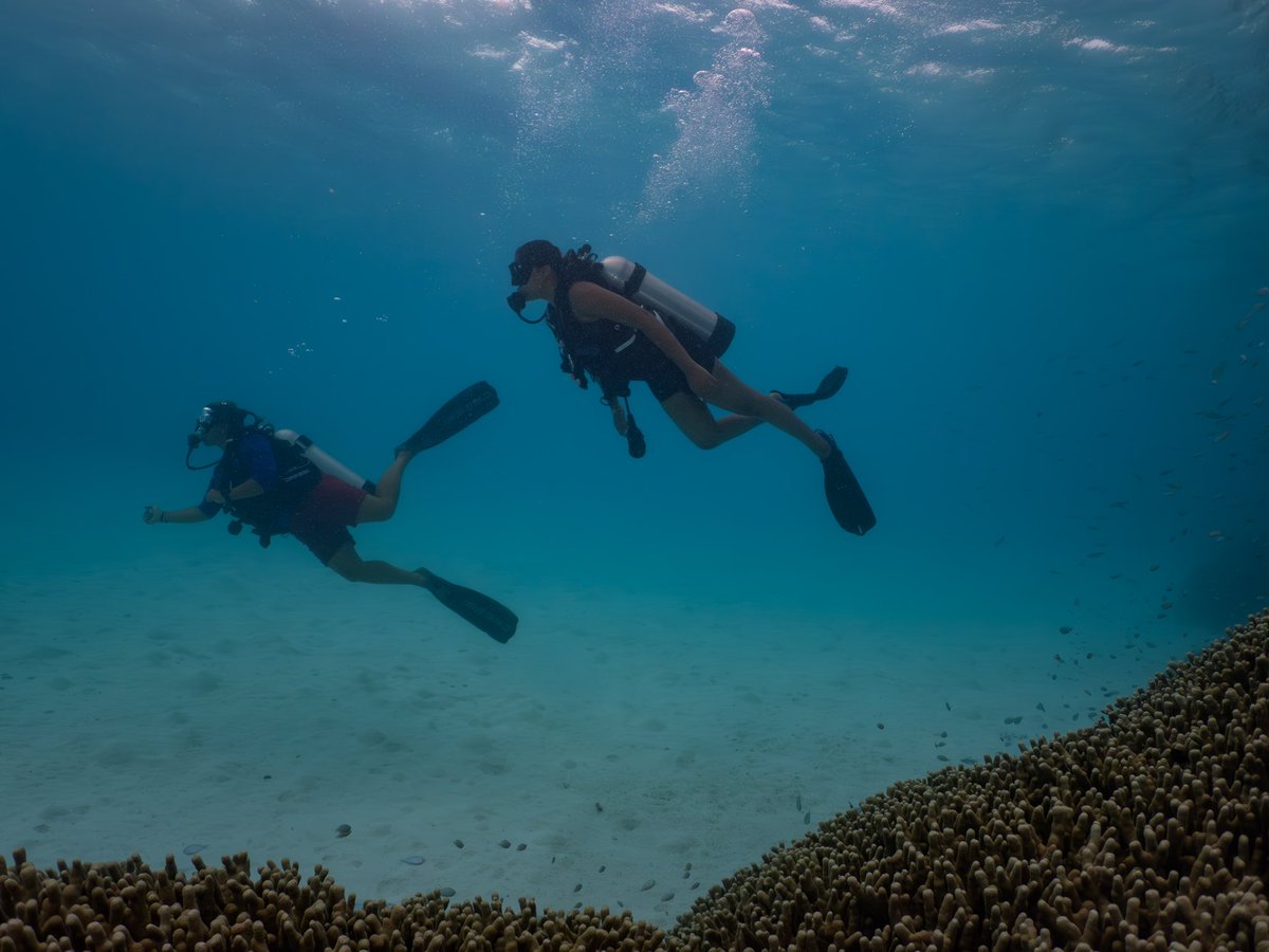 Sumbul Touqeer (@touqeersumbul) on Twitter photo Couldn’t record the scuba diving because I’m a beginner so here’s a few pictures
#myriutrip <a href="/RiuHoteles/">RIU Hotels & Resorts</a> <a href="/Pickyourtrail/">Pickyourtrail | Create Super Hit Holidays</a> Couldn’t record the scuba diving because I’m a beginner so here’s a few pictures
#myriutrip <a href="/RiuHoteles/">RIU Hotels & Resorts</a> <a href="/Pickyourtrail/">Pickyourtrail | Create Super Hit Holidays</a>