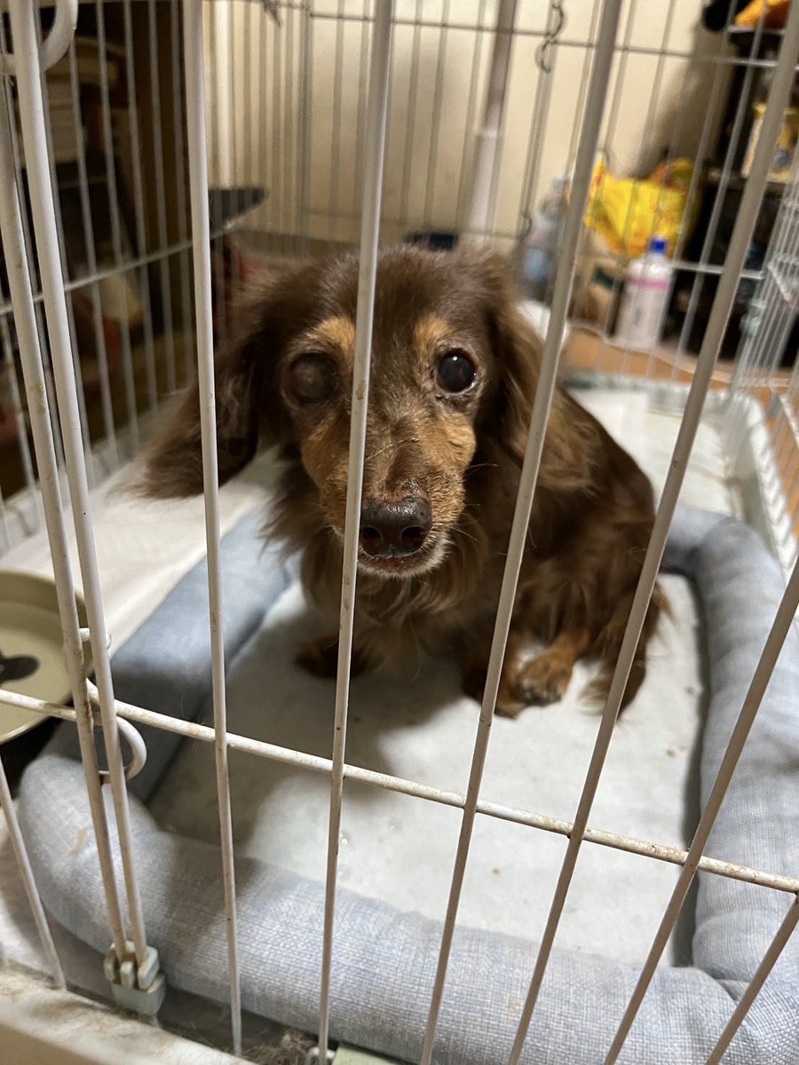 千葉県印西市にて、犬を保護しました。

・10/21  6:00頃
・千葉県印西市
・ダックスフント
・柄はチョコタン
・老犬のようで、片目が白いです。
・病院へ行き、診てもらってます。ご飯も食べておしっこも出ています。

#迷い犬　#印西市　#拡散希望