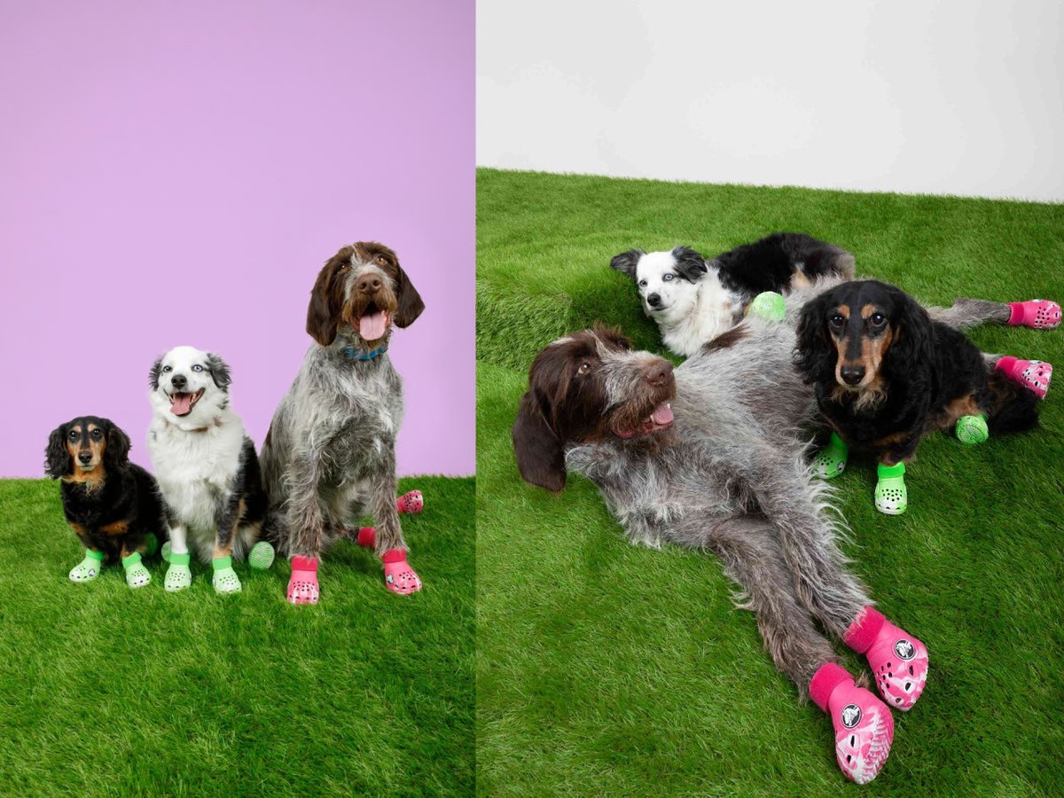 YUCATANALMINUTO's tweet image. Crocs lanza colección de chanclas para los perrhijos
#noticias #viral #lomitos #perros 

➡️ ow.ly/9NCl50TOG9L