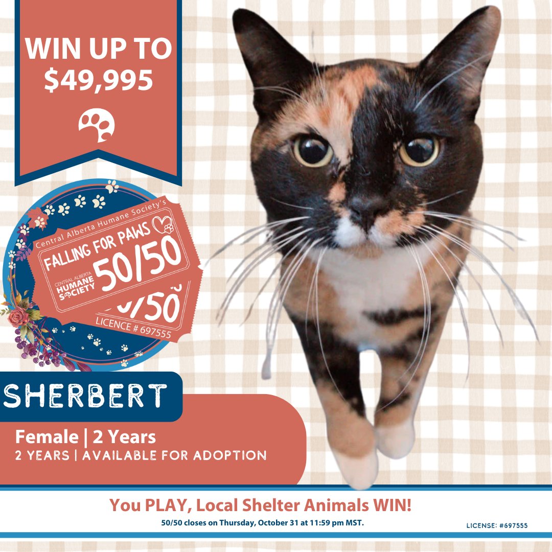 cahumanesociety's tweet photo. Just 11 days to📣 There are just 10to get your 50-50's! Thank you so much to everyone who purchased tickets in support of our cause! 🙏
Get your 🎟's here: https://t.co/TTwkRJZ46s
#AlbertaRaffle #Alberta5050 #CAHumane https://t.co/DaT0MLDeXi