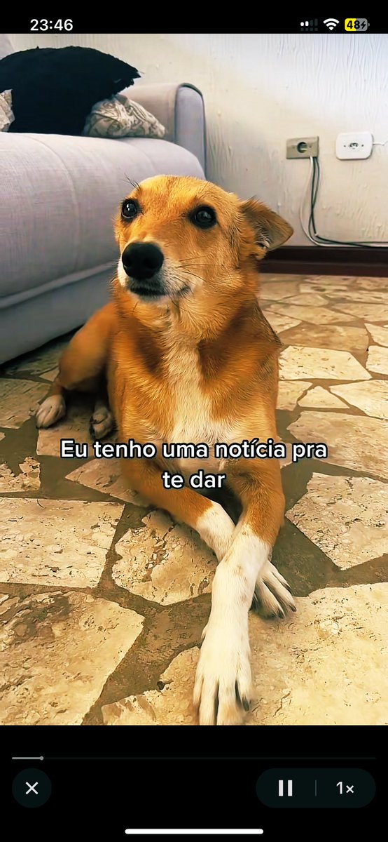 Pet Chain tweet media