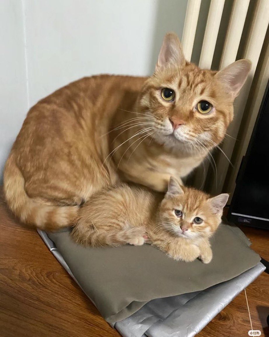 PunchingCat's tweet image. uppercase and lowercase cat