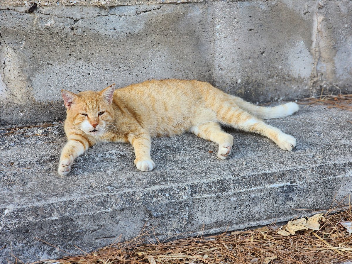 CatHappensReal's tweet photo. Monday again?
.
.
#cats #homelesscats #straycats #lovelycats #streetcats #hungrycats #catslivingonthestreet #cutecats #猫 #고양이 #ねこ #kedi #gato #котики #ネコ #gatto #Katze #قطة #बिल्ली #γάτα https://t.co/8yFyiEcK3W