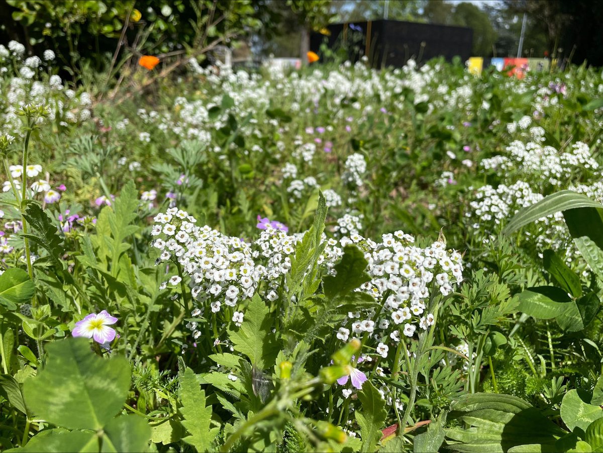 🌱 Our biodiversity meadow is springing to life just in time for Study Week! 🌼

The meadow was transformed in 2023, and is a thriving space for biodiversity and a favourite spot for students and staff to unwind.

With more native plants planned as well as ongoing research to