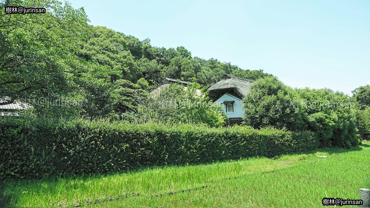 winchangyo's tweet photo. みその公園「横溝屋敷」は神奈川県横浜市鶴見区にある江戸時代からの主屋・長屋門・蚕小屋・穀蔵・文庫蔵など5棟の建���をそのまま修復し、当時の農村生活を物語る品々を展示している見学施設です。
緑豊かな景観や田畑も含め江戸時代の農村の生活を身近に感じる事ができます。入場料は現在無料です🌿 https://t.co/sTKpfUjDmL