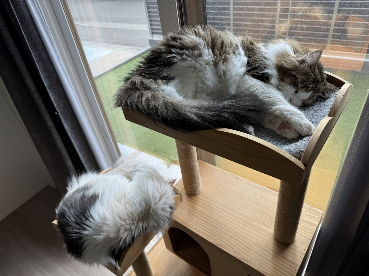 mona_kuru's tweet photo. モップ干した記憶はないんだけど…

#猫がいる幸せ 
#ノルウェージャンフォレストキャット 
#メインクーン https://t.co/Ak1CYgqsMB