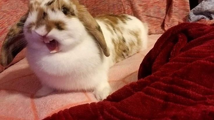 Bunnies's tweet photo. https://t.co/xbbAg3rrkX